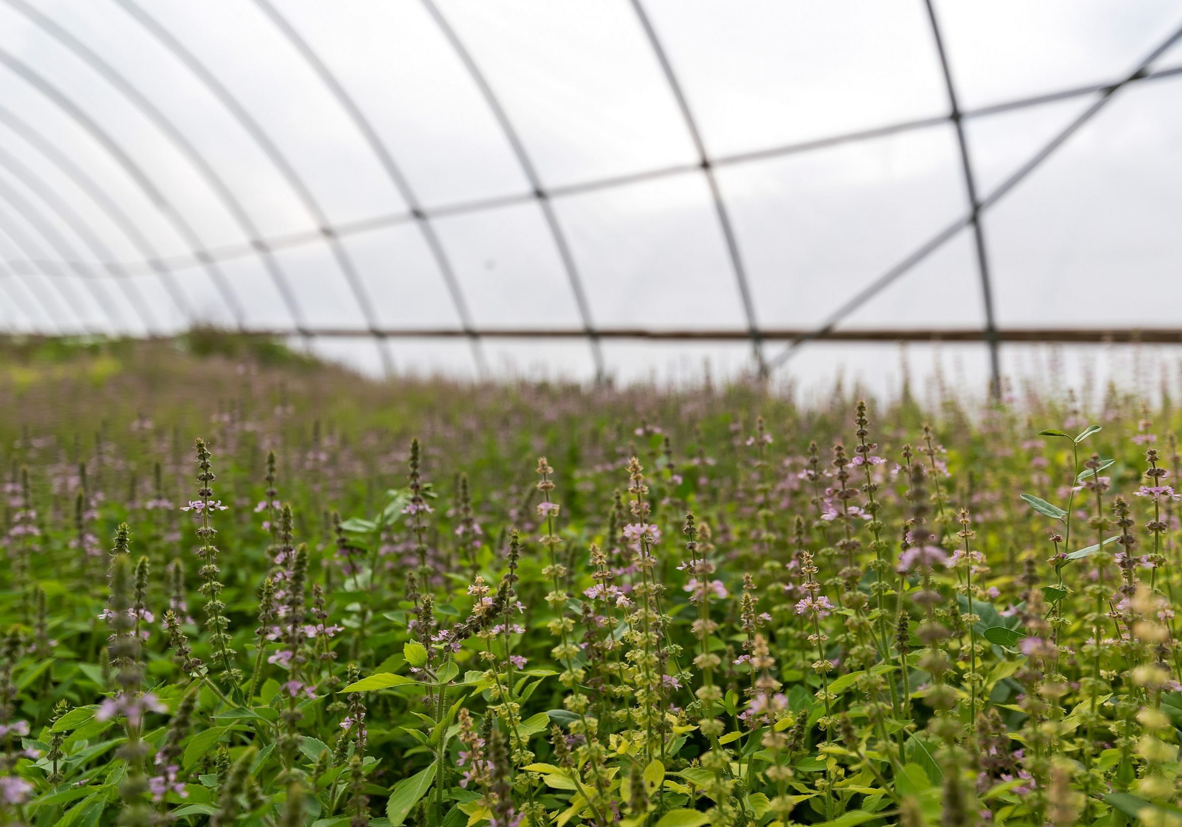 Close up detail shot of lavender plants growing in a greenhouse at Purple Sage Farms in Middleton