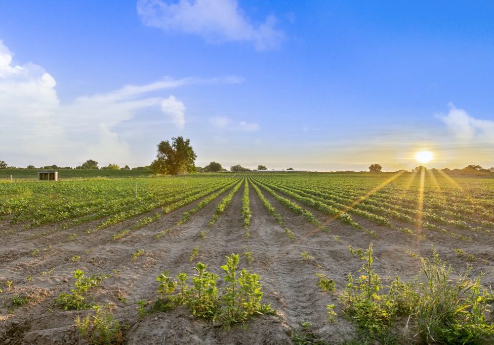 Rows of crops in a field as the sun starts to set